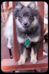 Pippen-Puppy