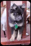 Pippen-Puppy