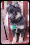 Pippen-Puppy