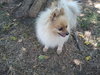 Rocko