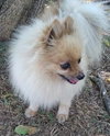 Rocko