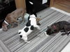 Chiquito