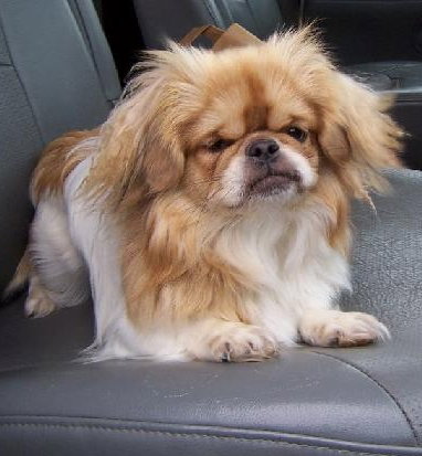 Lillie-Puppy