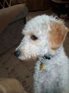 Henri