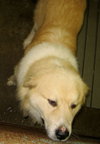Apollo