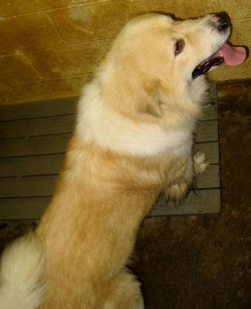 Apollo