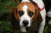 Libby