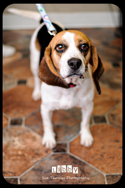 Libby