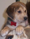 Howie