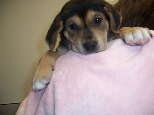 Gertie