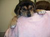 Gertie