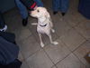 Gertie