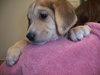 Lola