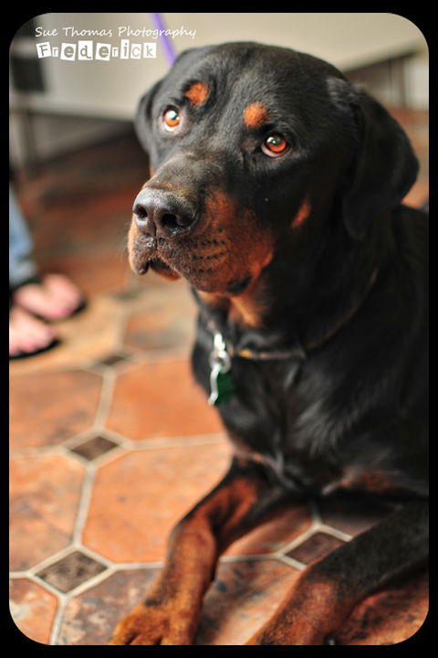 Frederick