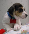 Brody