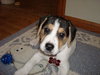 Brody