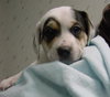 Buster