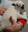 Buster