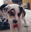 Buster
