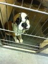 Seamus