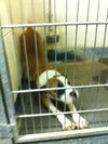 Seamus
