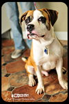 Seamus