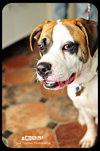 Seamus