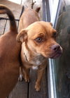Sheba