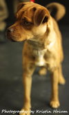 Sheba