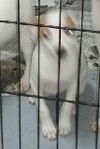 Callie -Puppy