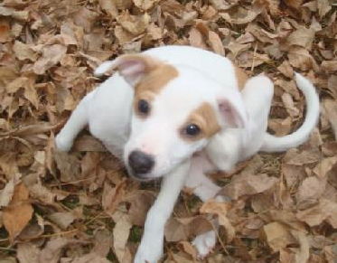 Callie -Puppy