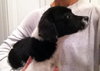 Astro Puppy
