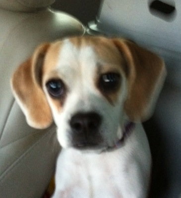 Holly Puppy