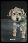 Marissa