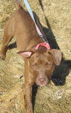 Bessie