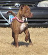 Bessie