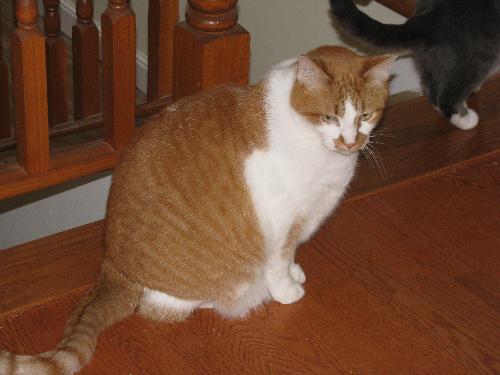 Cosmo