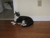 Colby