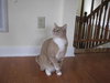 Cheddy