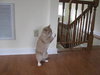 Cheddy