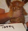 Taffy