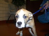 Dozer