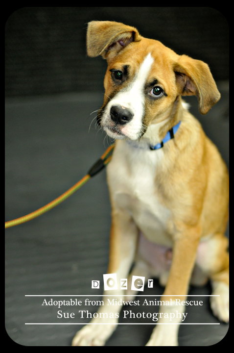 Dozer