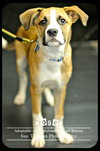 Dozer