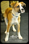 Dozer