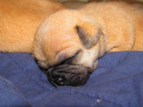 Gritz - Puppy