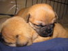 Gritz - Puppy