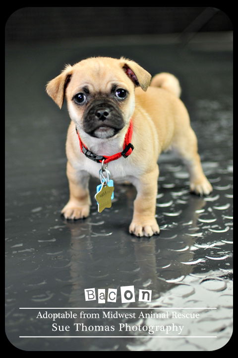 Bacon - Puppy