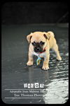 Bacon - Puppy
