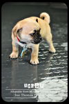 Bacon - Puppy